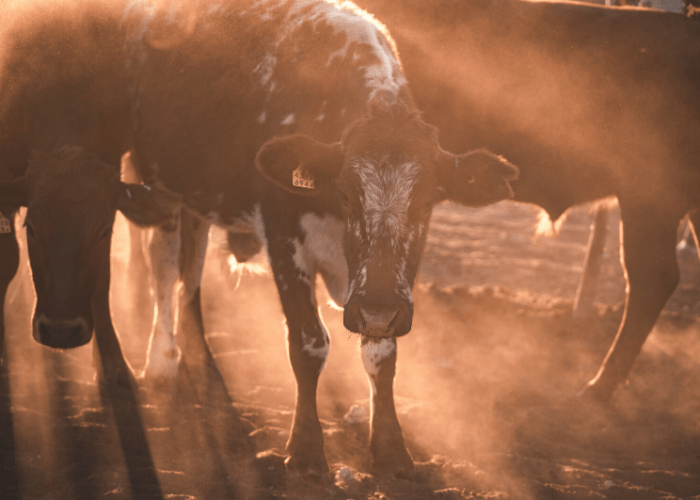 Quest to make cattle fart like marsupials