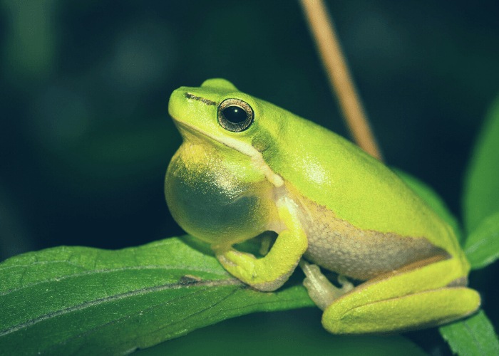 Disease threatens massextinction of frogs